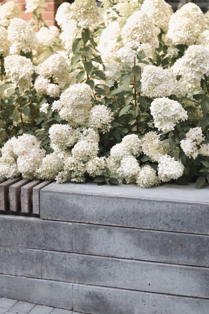 White hydrangeas blooming next to a modern concrete garden structure in springtime.