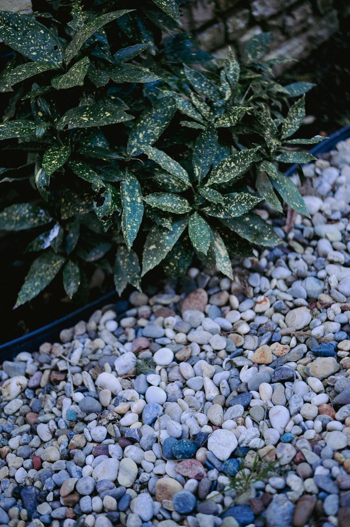 Lush green plant with variegated leaves above decorative garden stones.