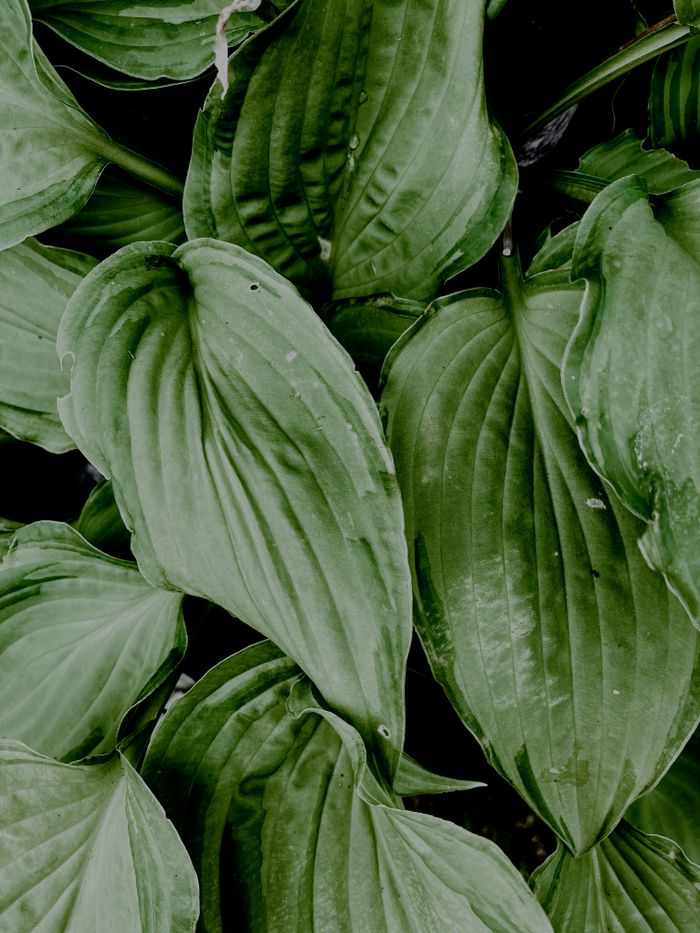 From above view of fresh green leaves with textured lines against dark background